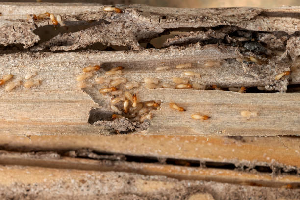 Best Ant Control Services  in Greenbriar, FL