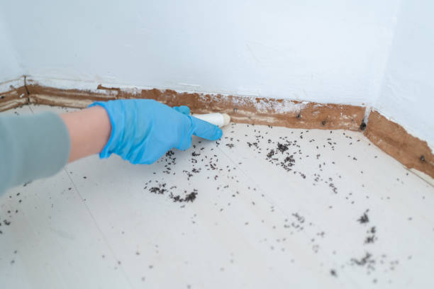 Best Pest Control Near Me in Greenbriar, FL
